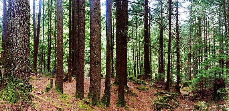 Trees in the forest