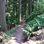 Trees and logs in the forest