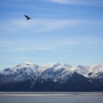 Bird soaring high