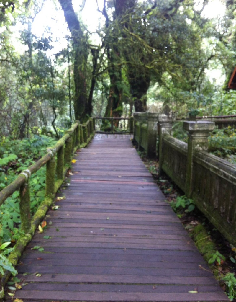 Forest path in Doi Inthanon national park in Thailand
