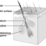 Sebacious Gland with hair follicle diagram