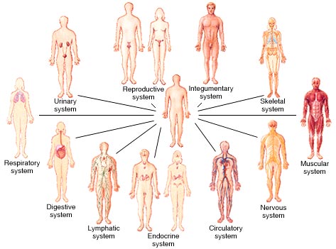 Human bodily systems