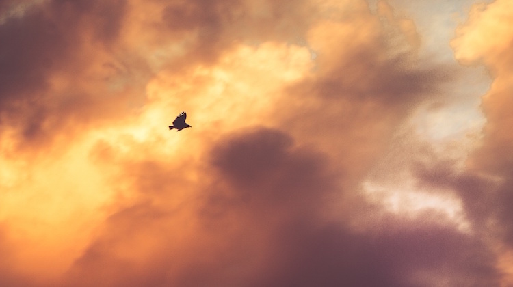 A bird flying solo in the sky to represent free thinking