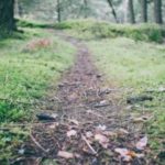 A path in the woods with grass on either side