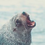 A seal looking like it's suffering