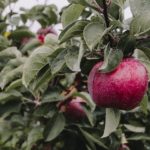 Apple on a tree branch to represent the fruit on the tree of knowledge of good and evil in the Garden of Eden