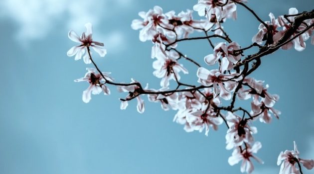 nonduality in consciousness represented by blossoming petals on a tree