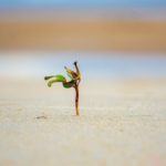 Small plant growing up from sand to represent the liberation of the soul in the act of honest speech