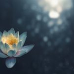 benefits of meditation represented by a flower blossoming and resting on the water of a pond